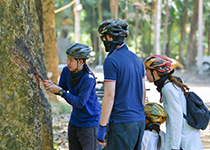 ATV Phuket : Rubber Tapping
